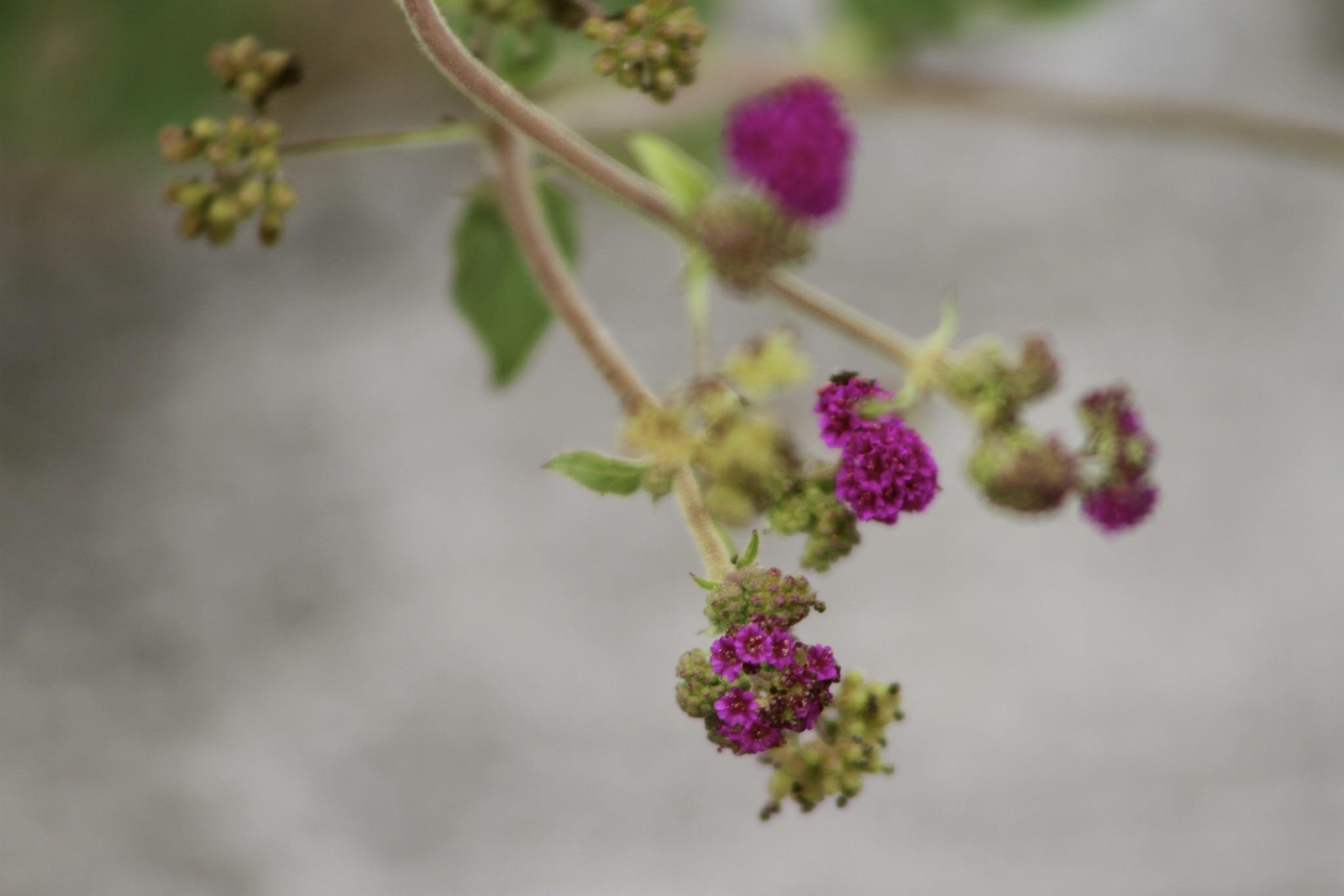 Boerhavia diffusa