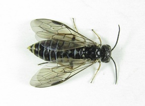 Empria