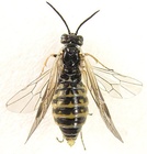 Empria