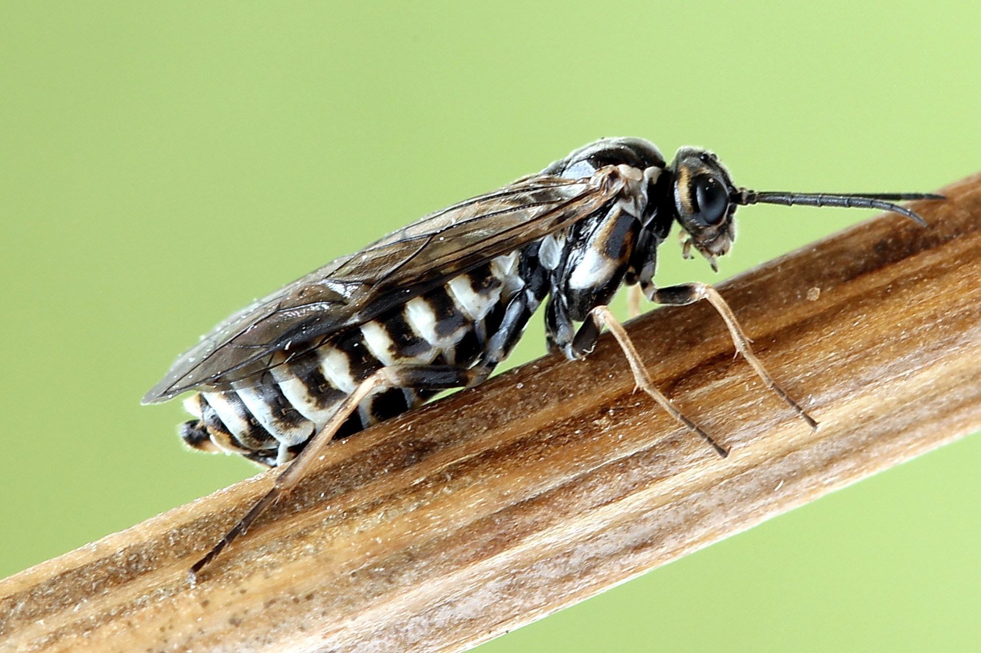 Empria
