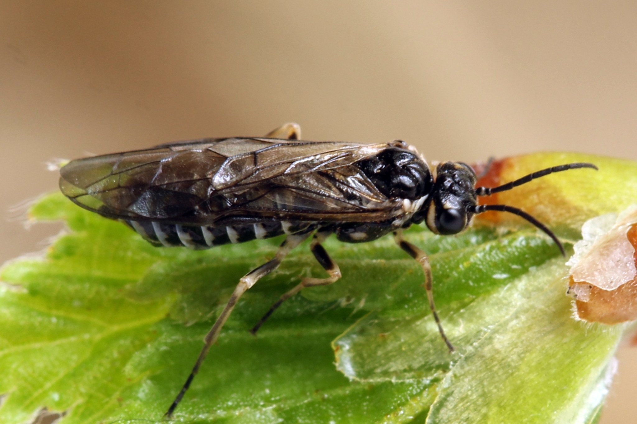 Empria