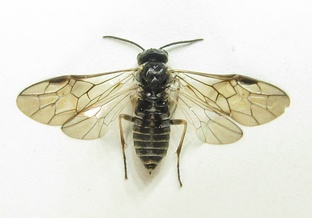 Empria