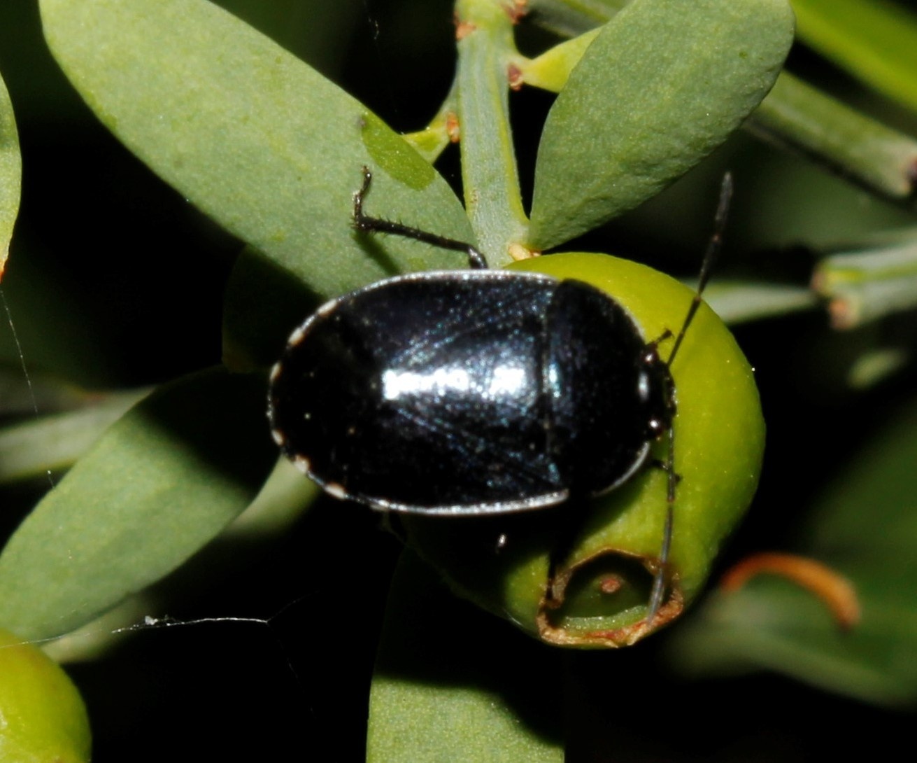 Canthophorus