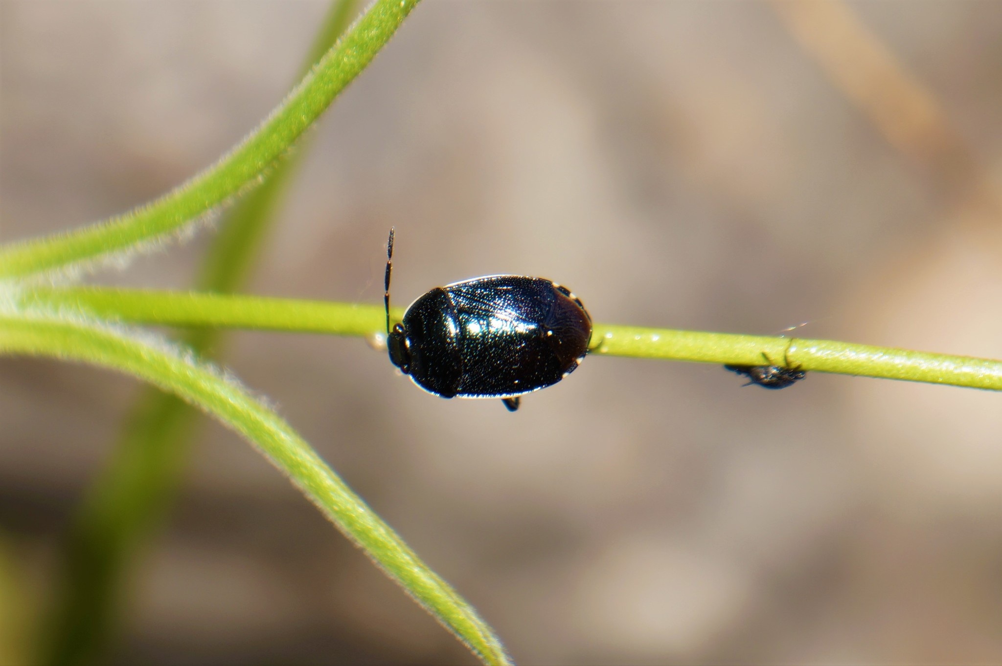 Canthophorus