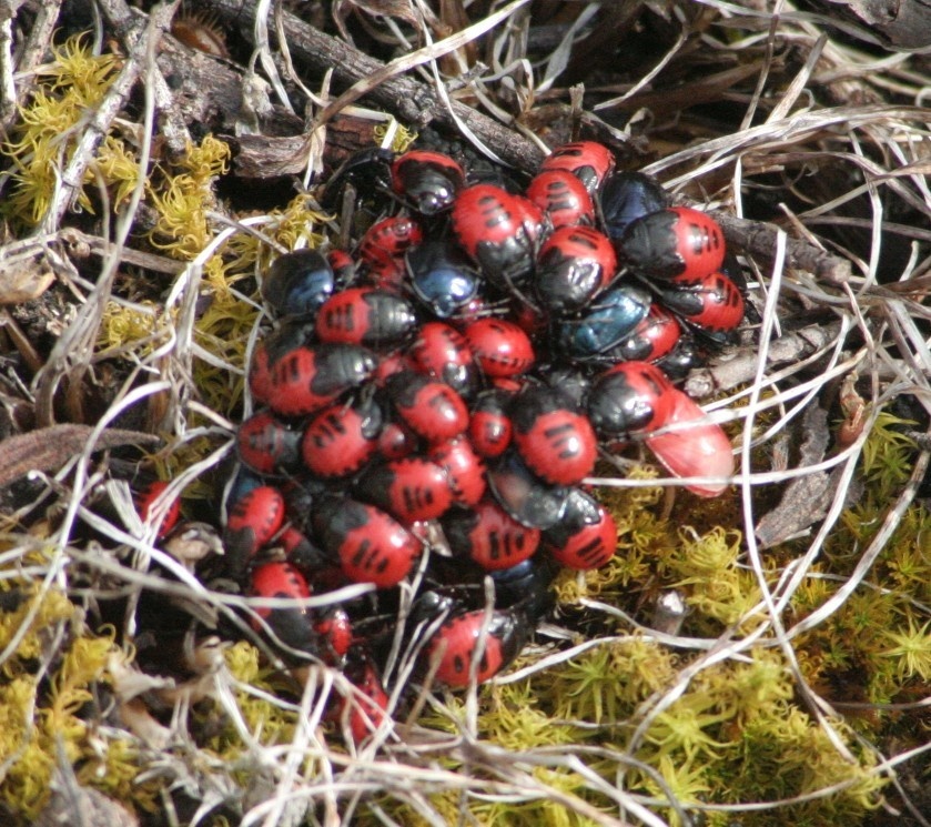 Canthophorus
