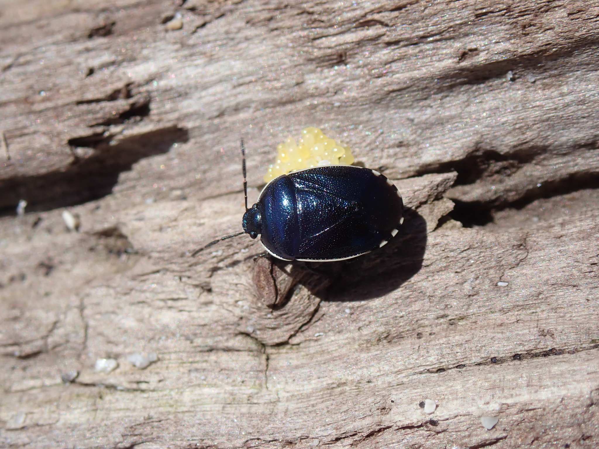 Canthophorus