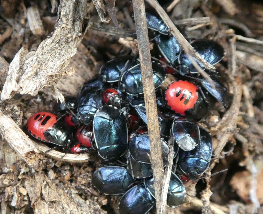 Canthophorus