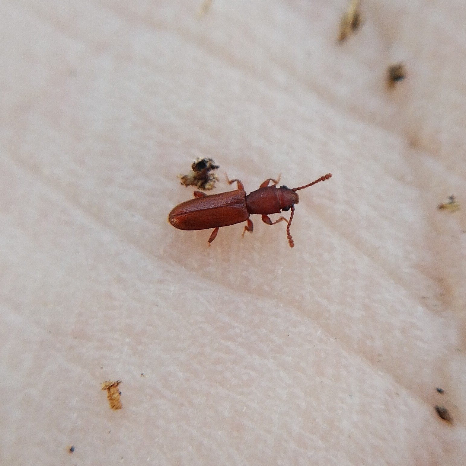 Silvanus unidentatus