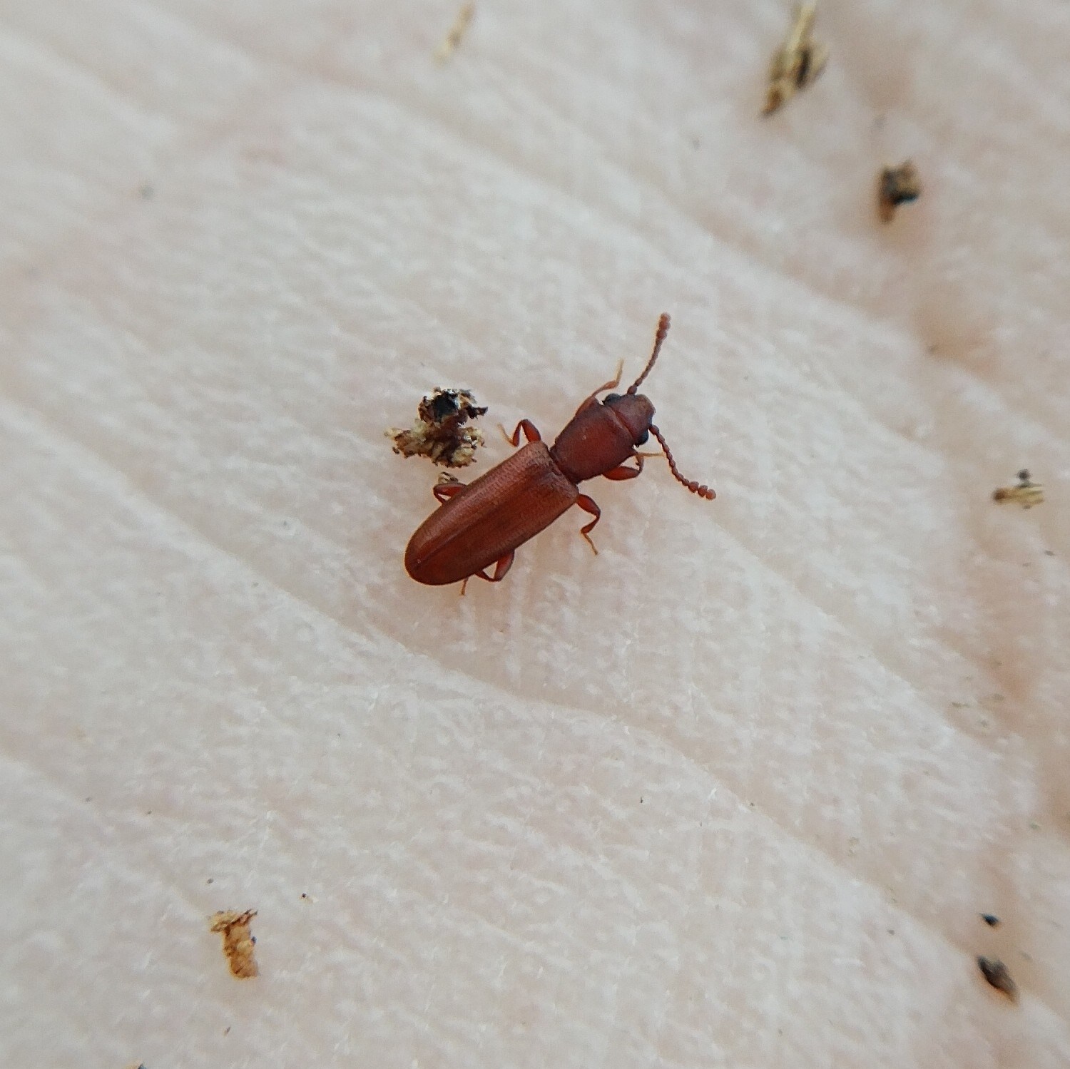 Silvanus unidentatus