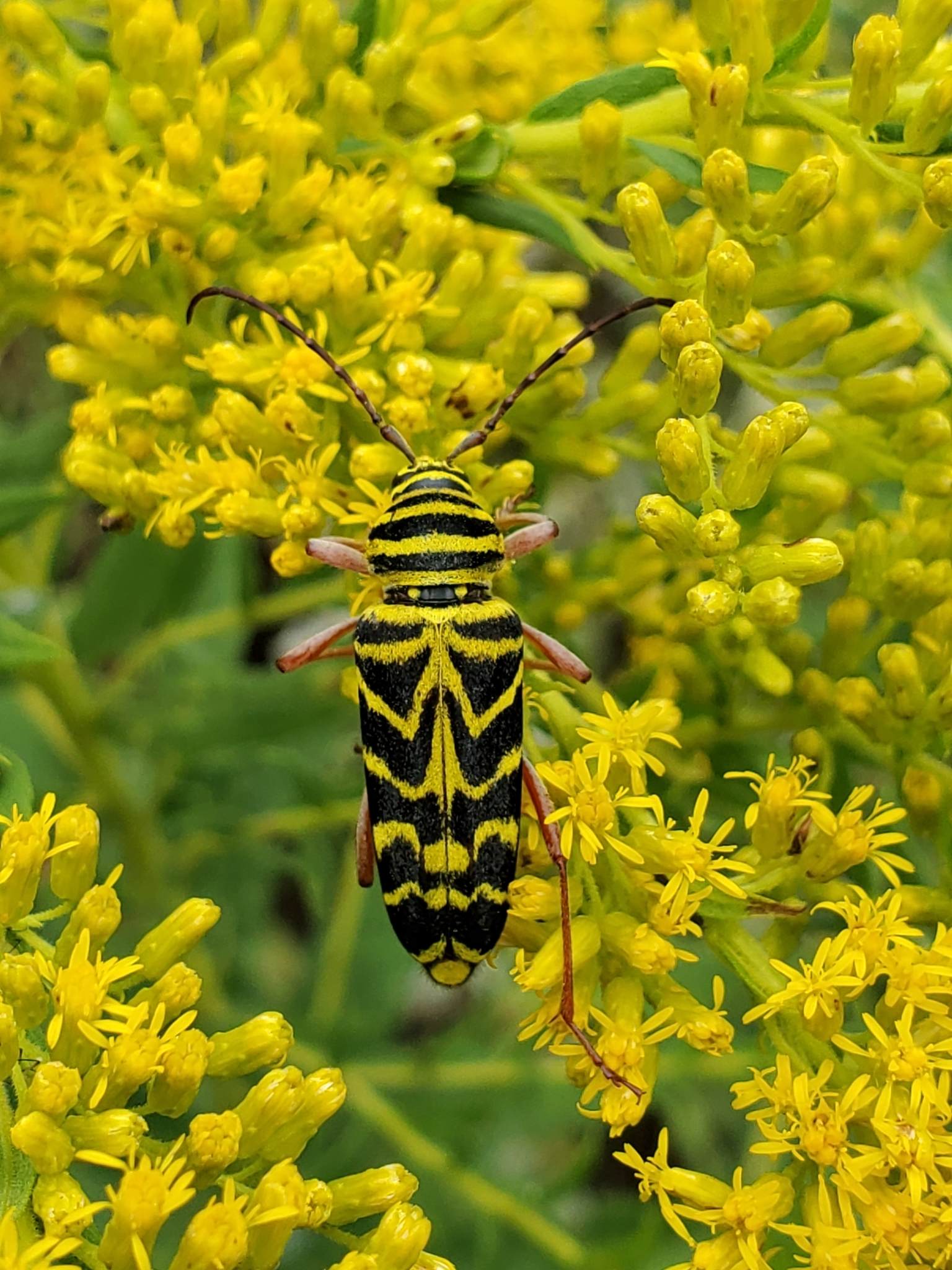 Megacyllene
