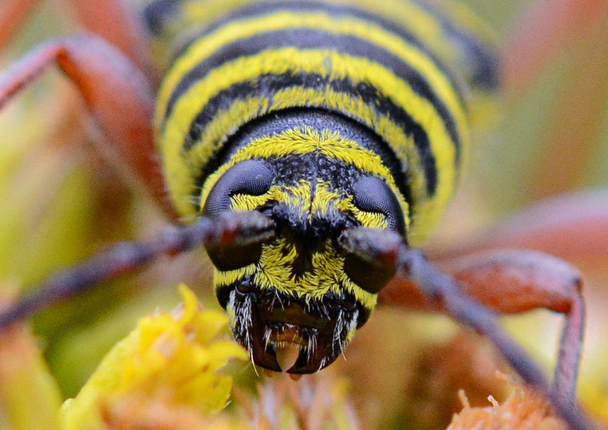 Megacyllene