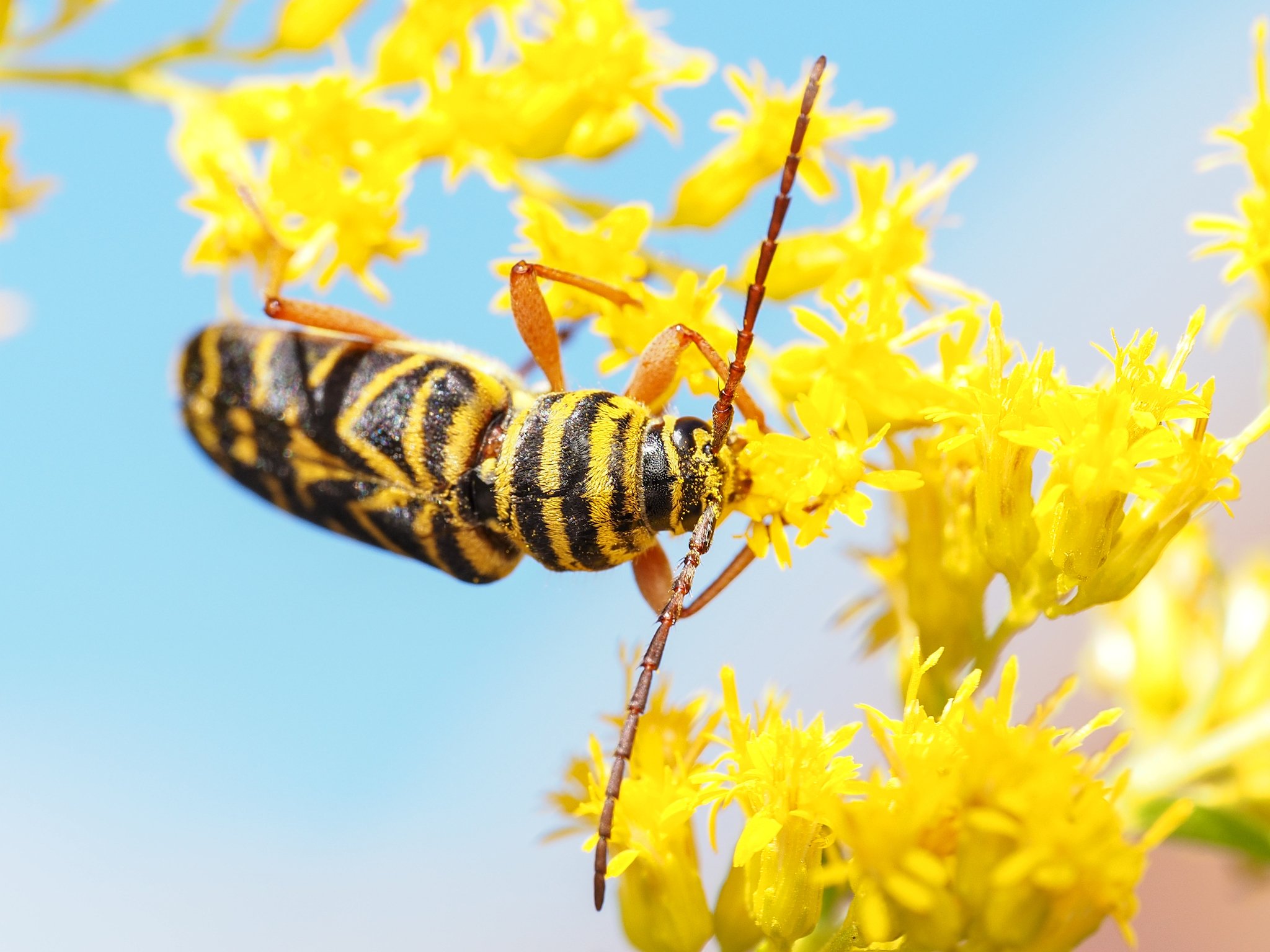 Megacyllene