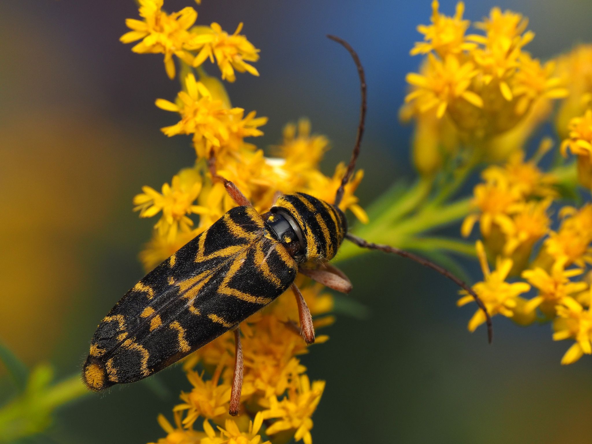 Megacyllene