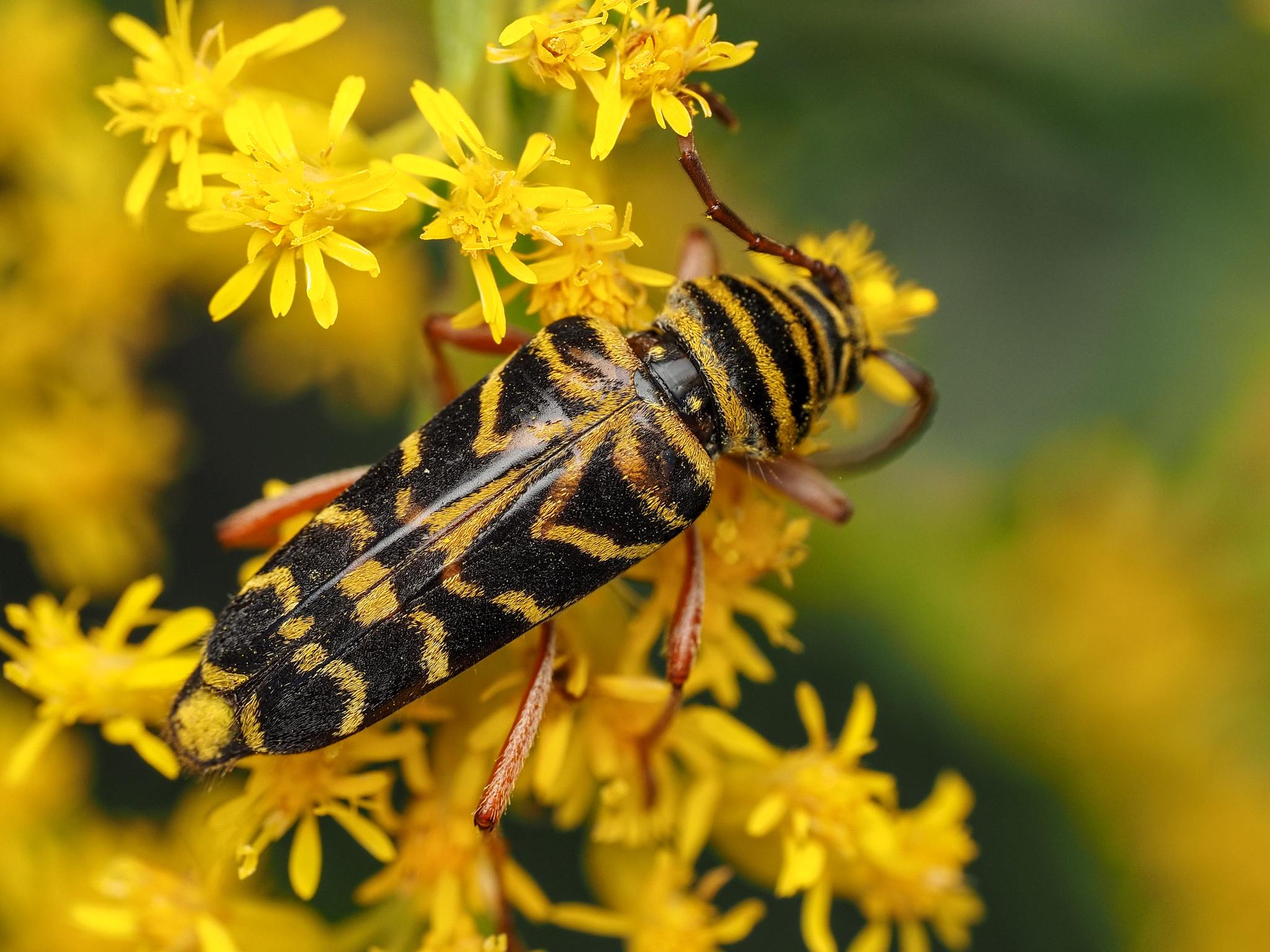 Megacyllene