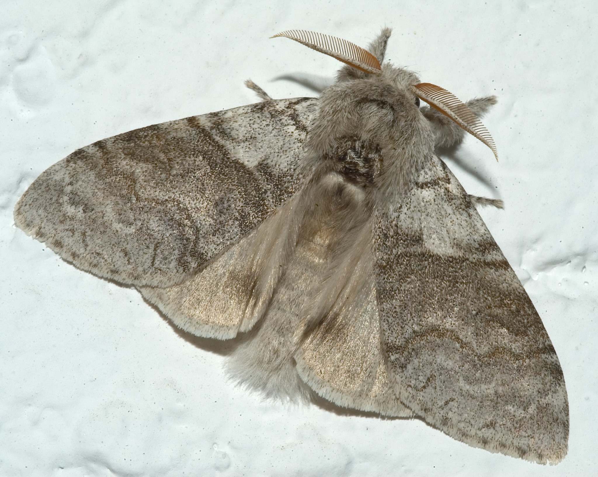 Dasychira