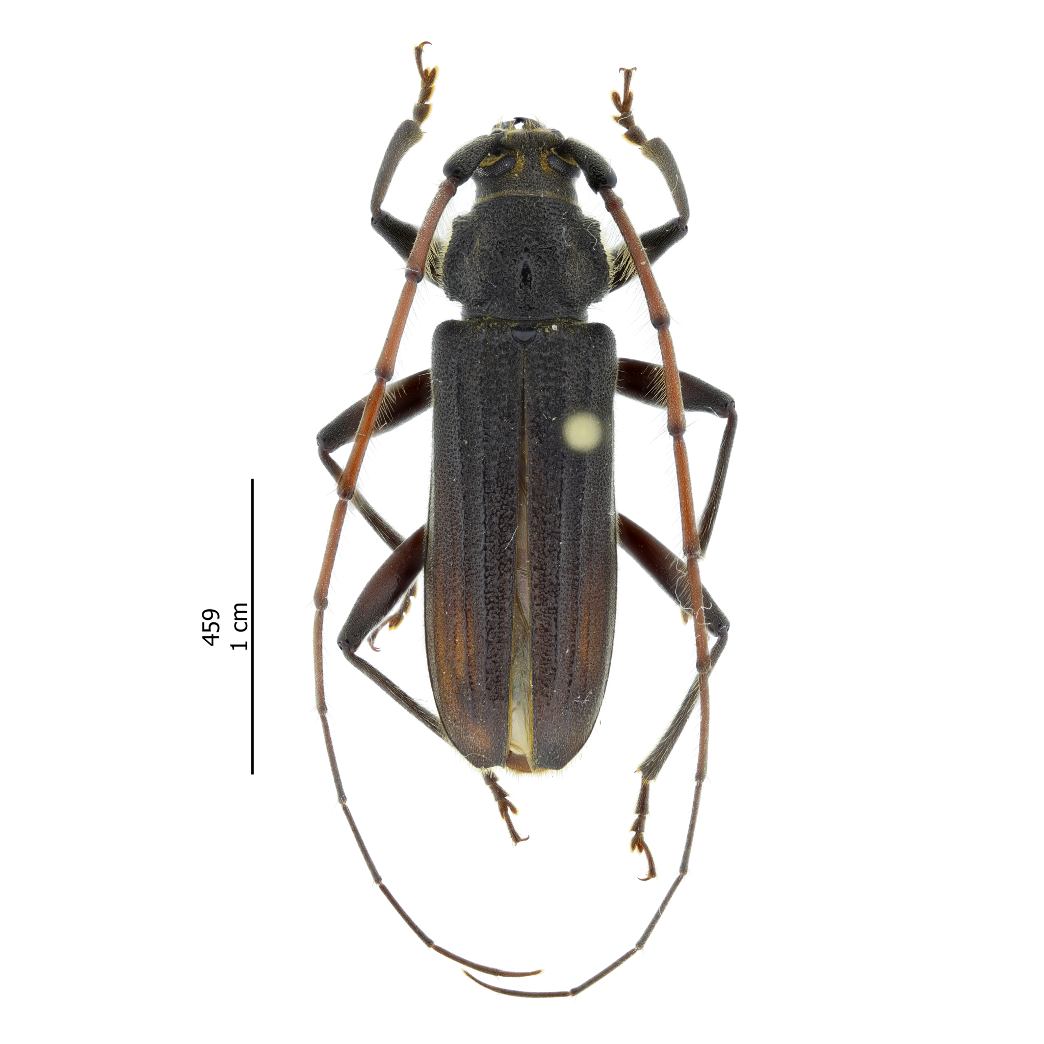 Stromatium barbatum