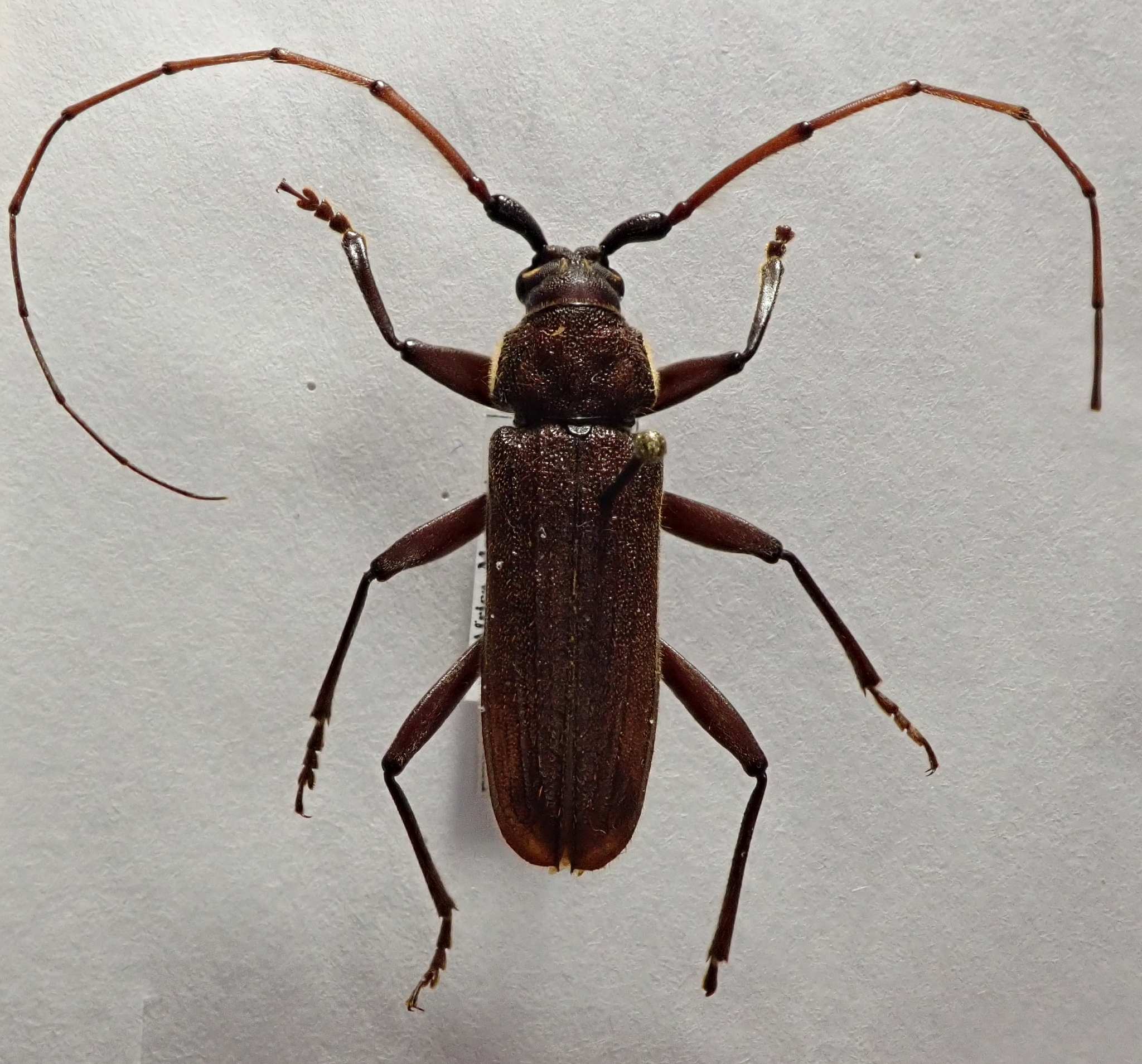 Stromatium barbatum