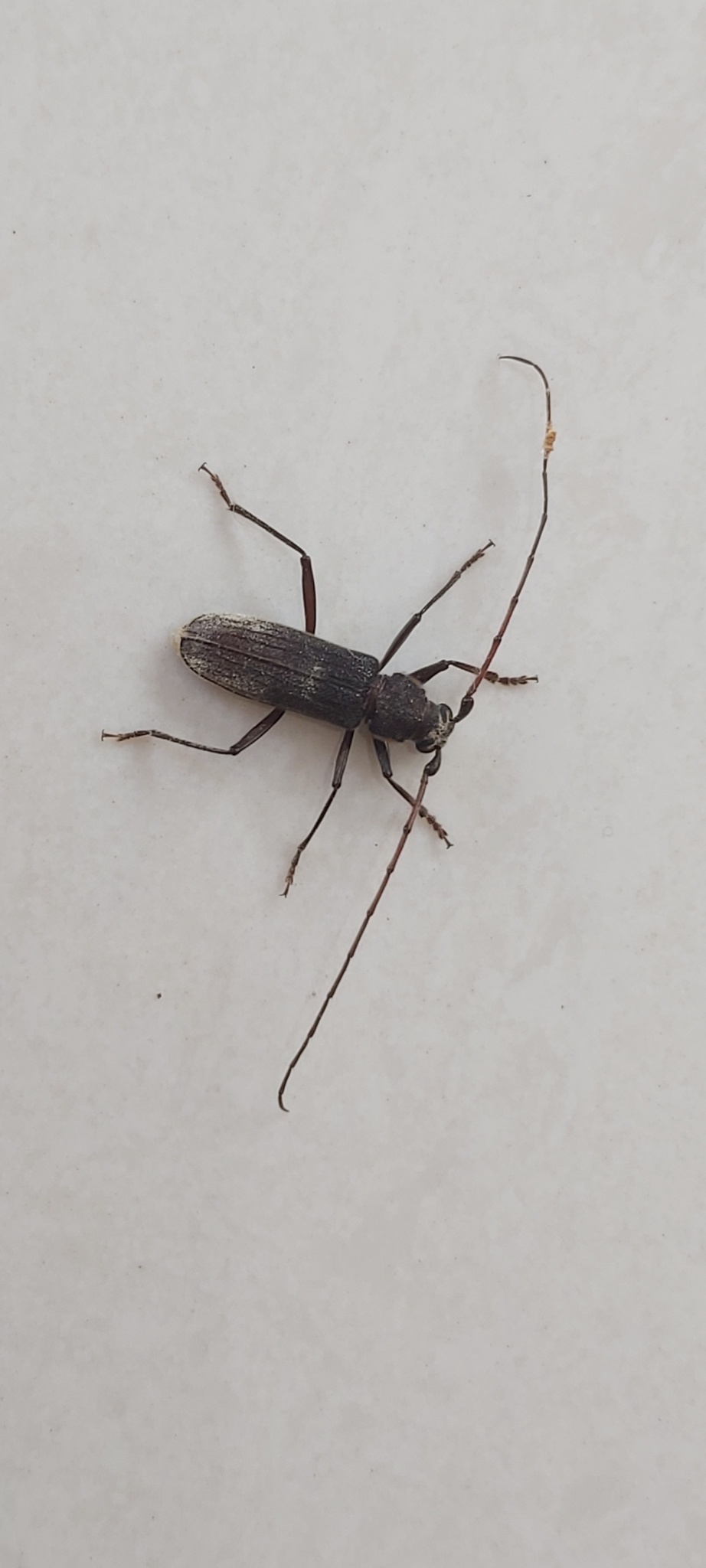 Stromatium barbatum
