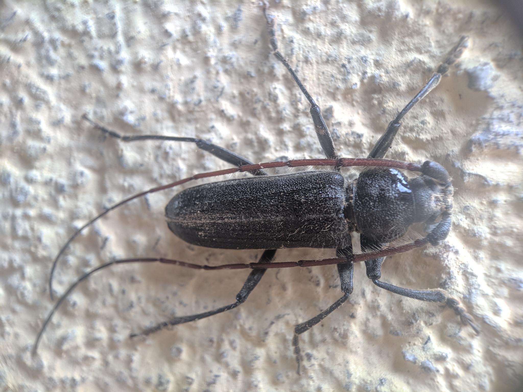 Stromatium barbatum
