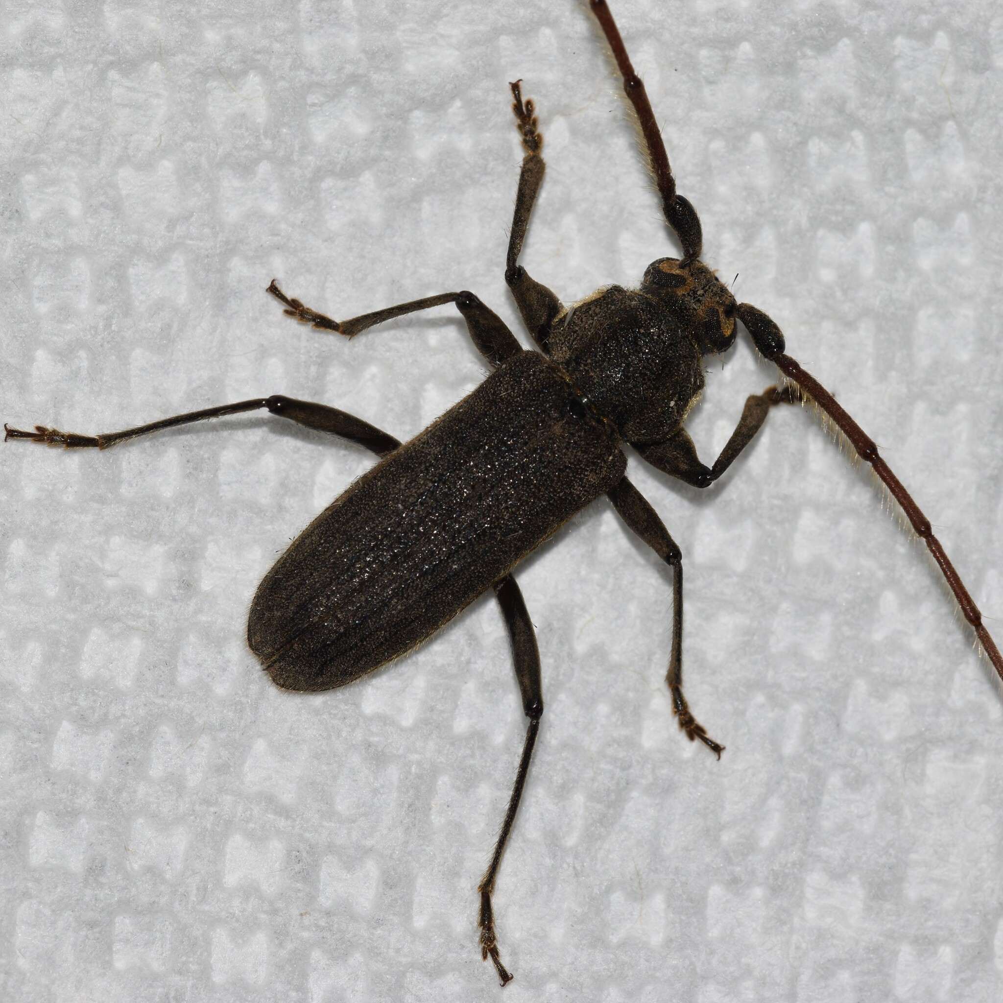 Stromatium barbatum