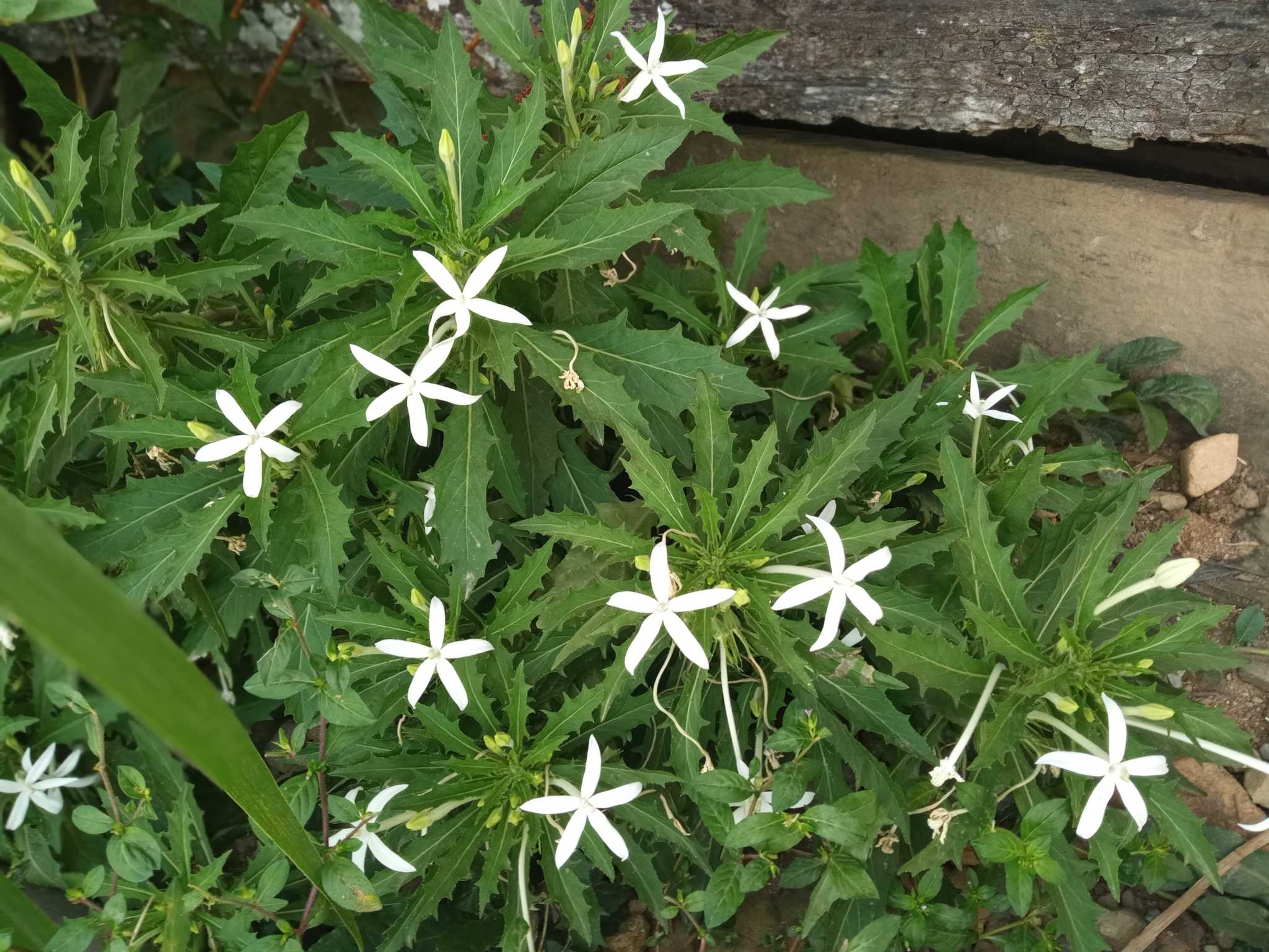 Hippobroma longiflora