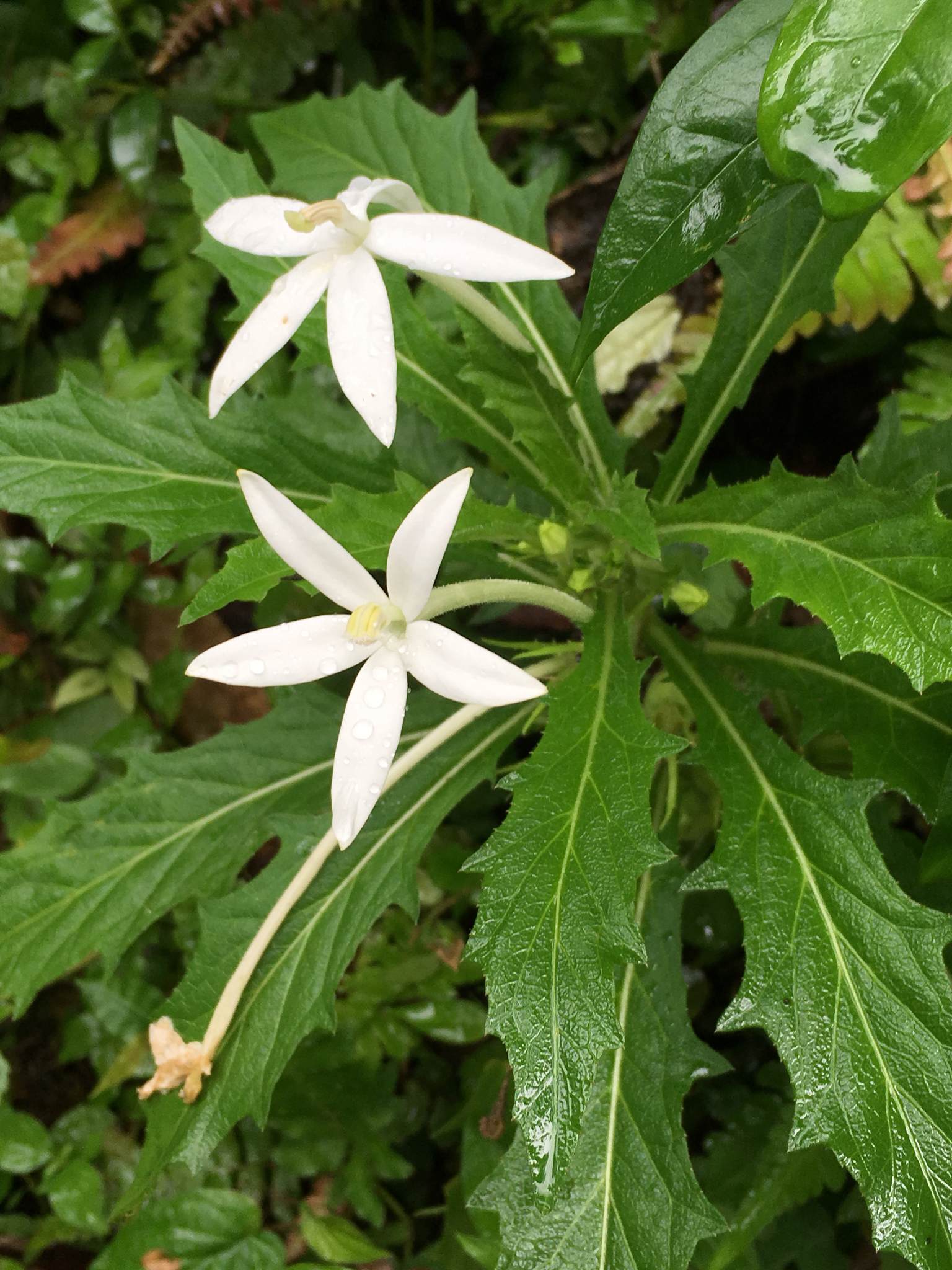 Hippobroma longiflora
