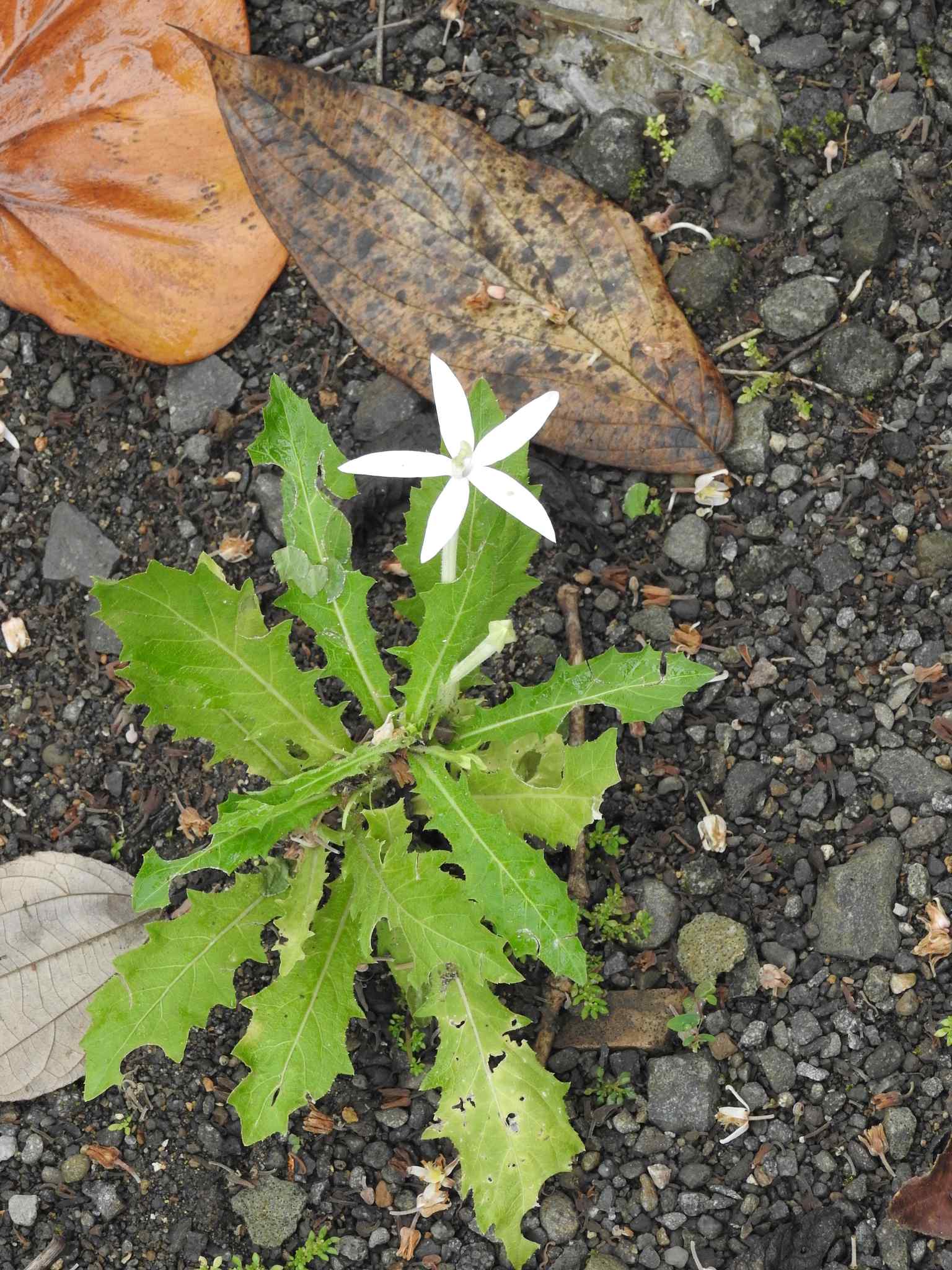 Hippobroma longiflora