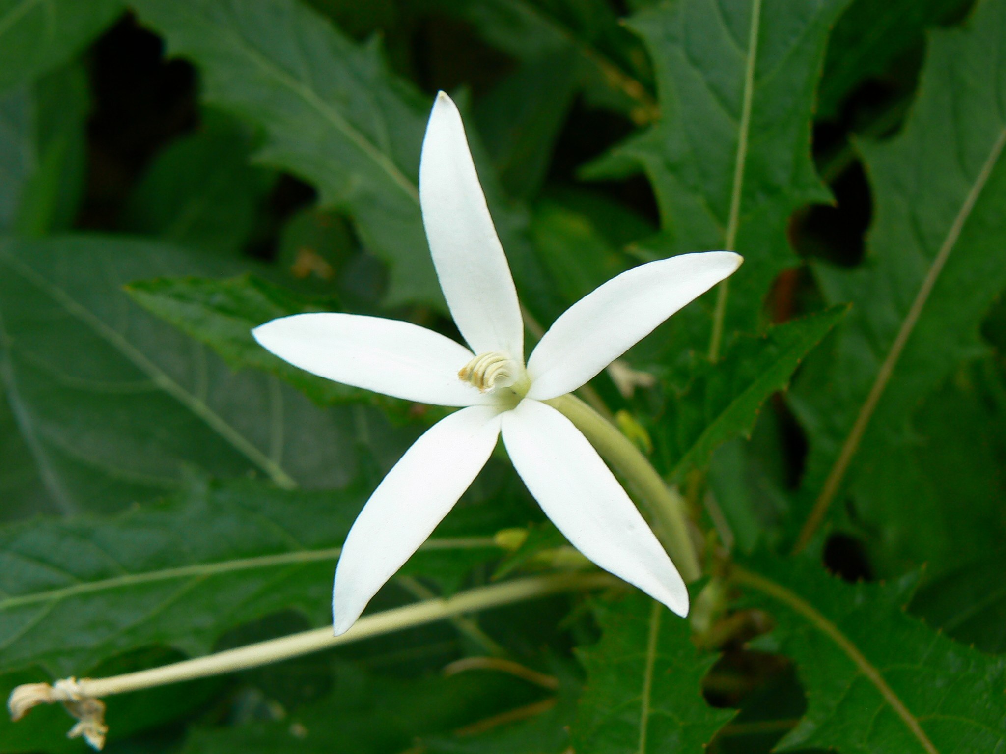 Hippobroma longiflora