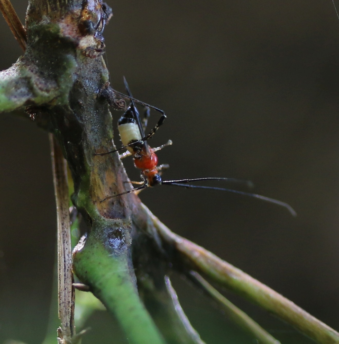 Helopeltis antonii