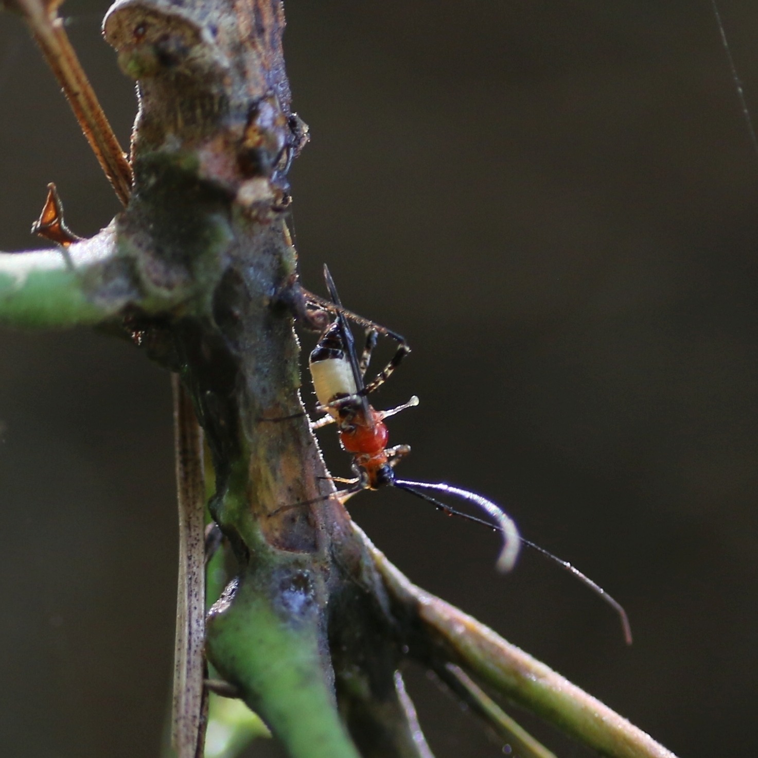 Helopeltis antonii