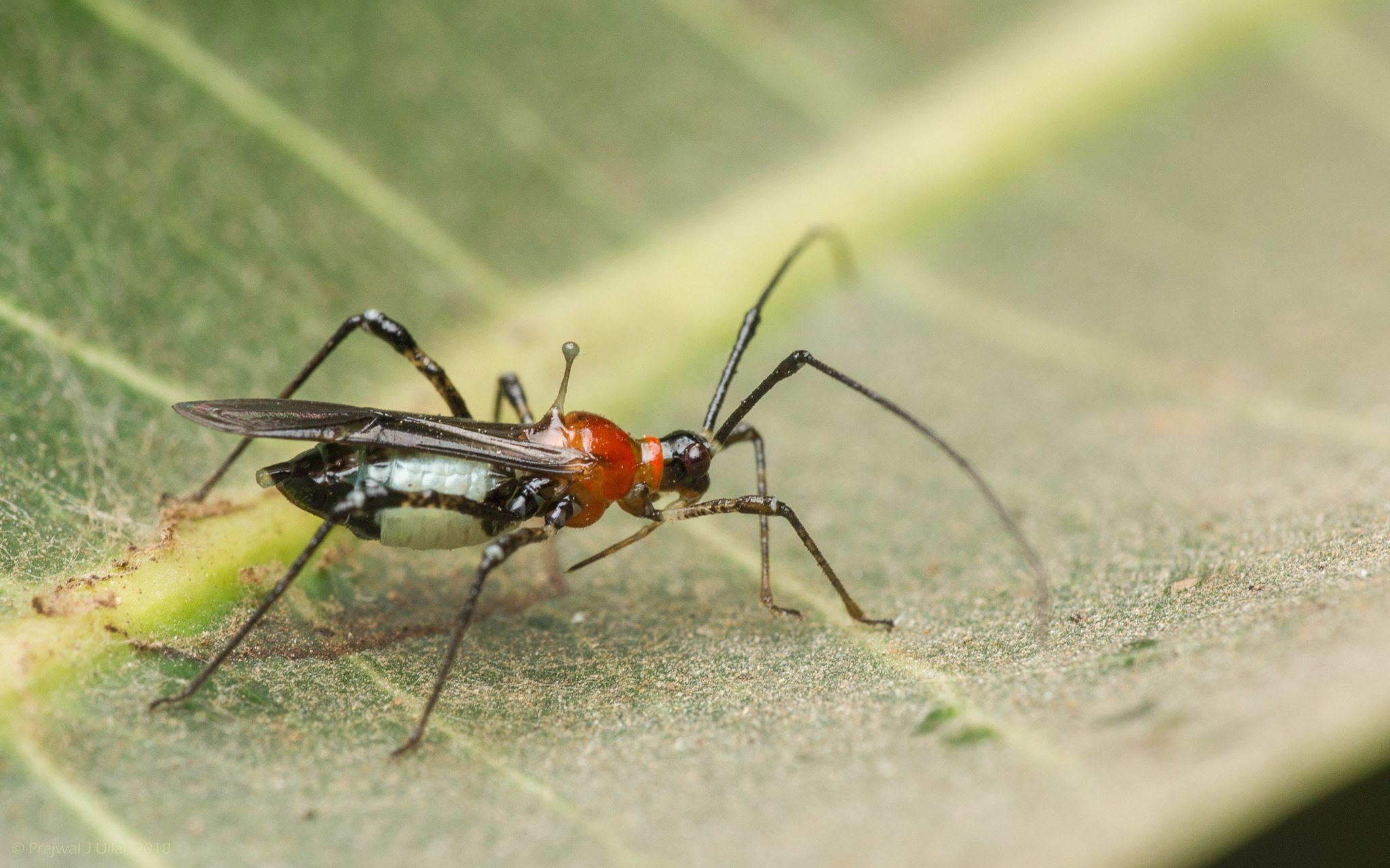 Helopeltis antonii