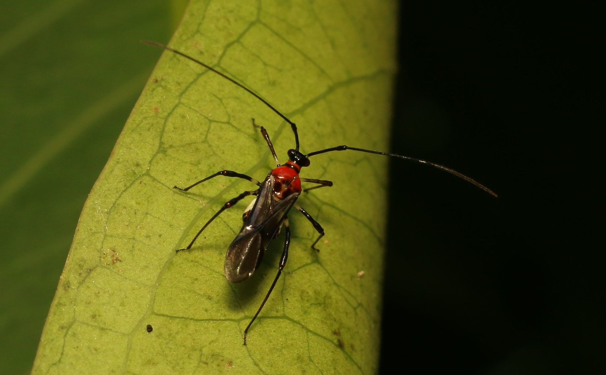 Helopeltis antonii