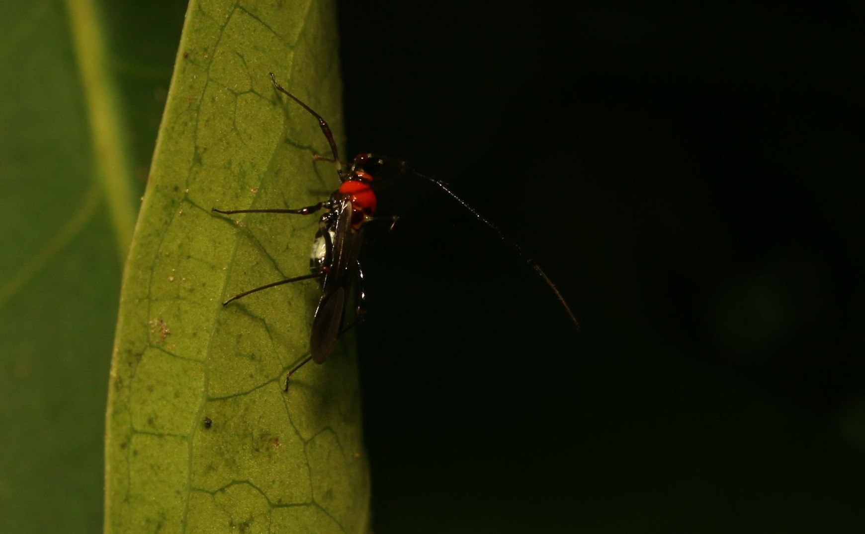 Helopeltis antonii