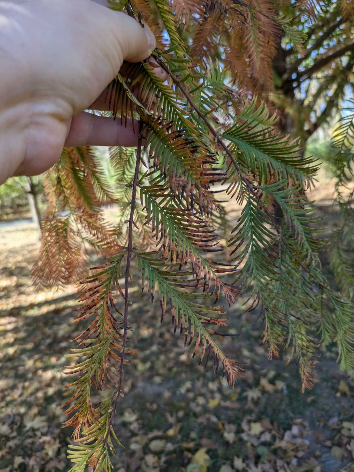 Passalora sequoiae