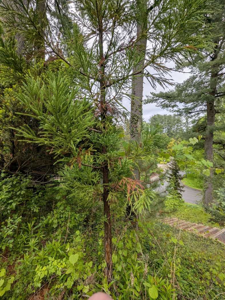Passalora sequoiae