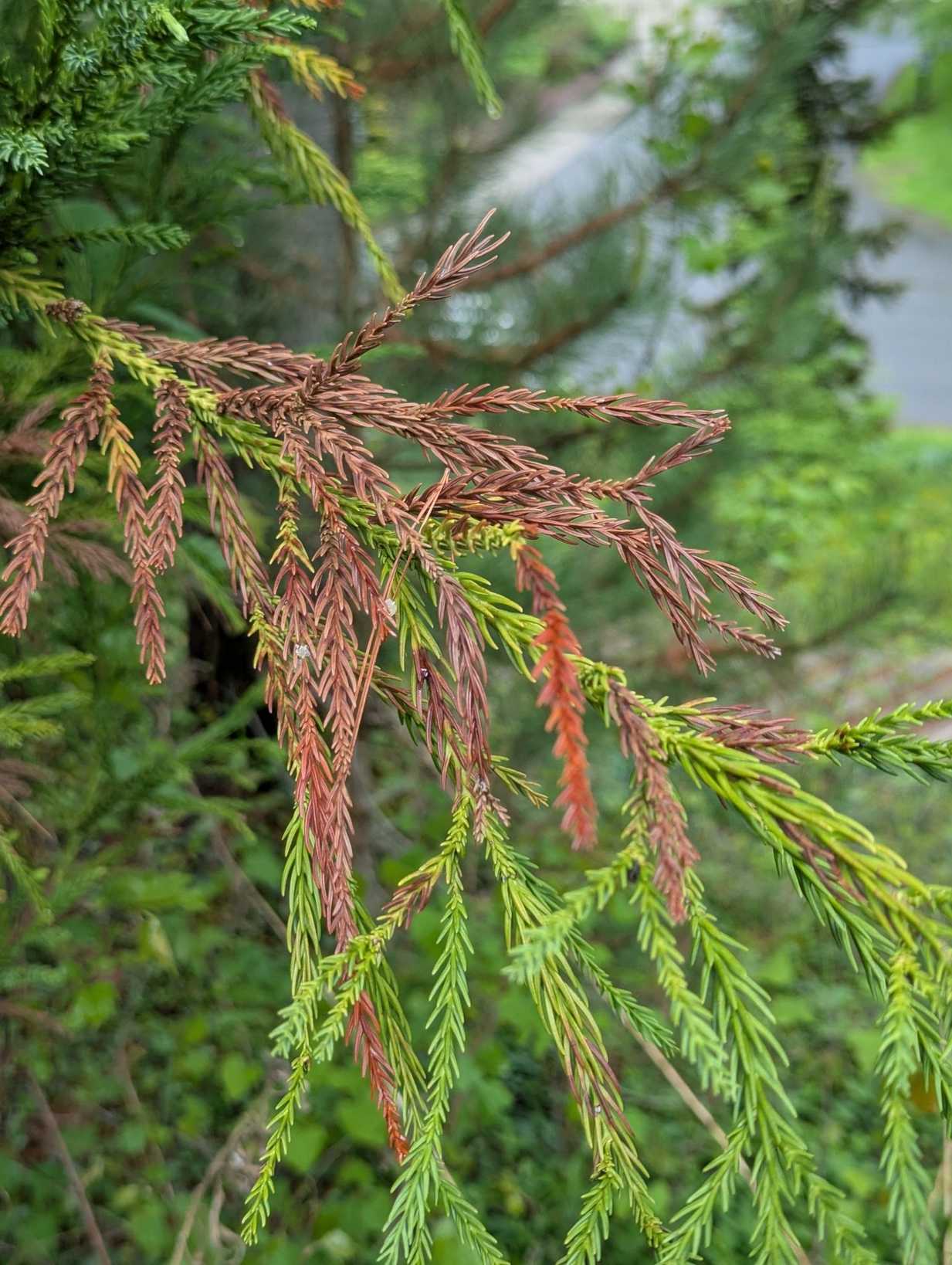 Passalora sequoiae