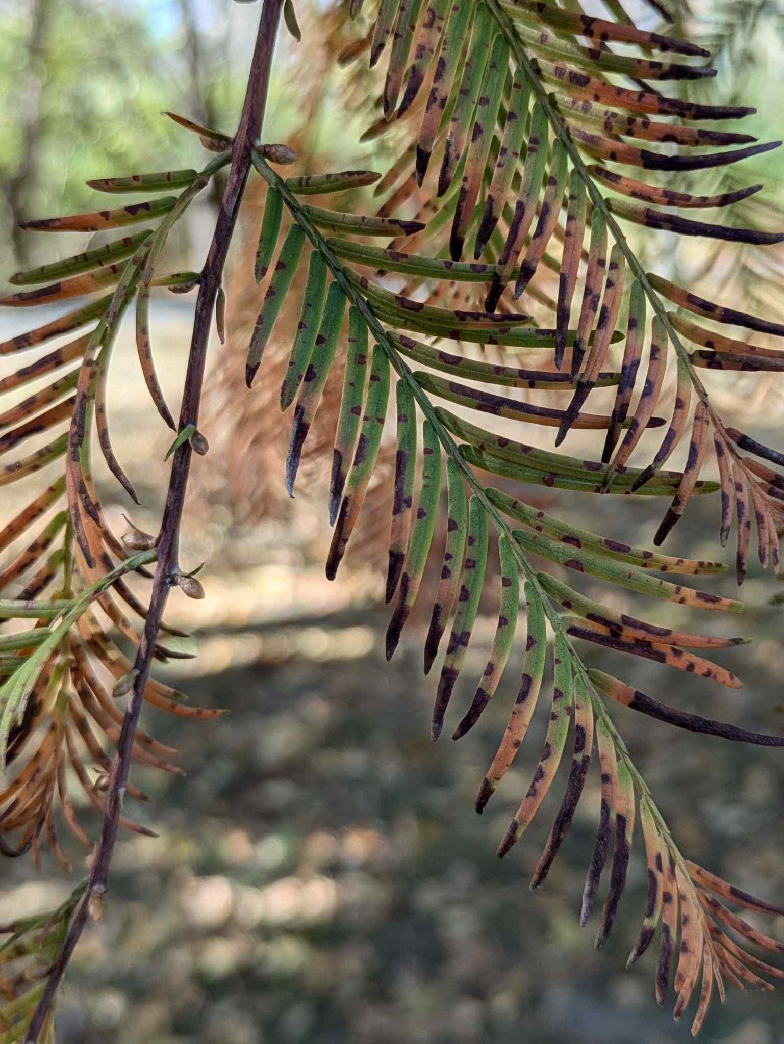 Passalora sequoiae