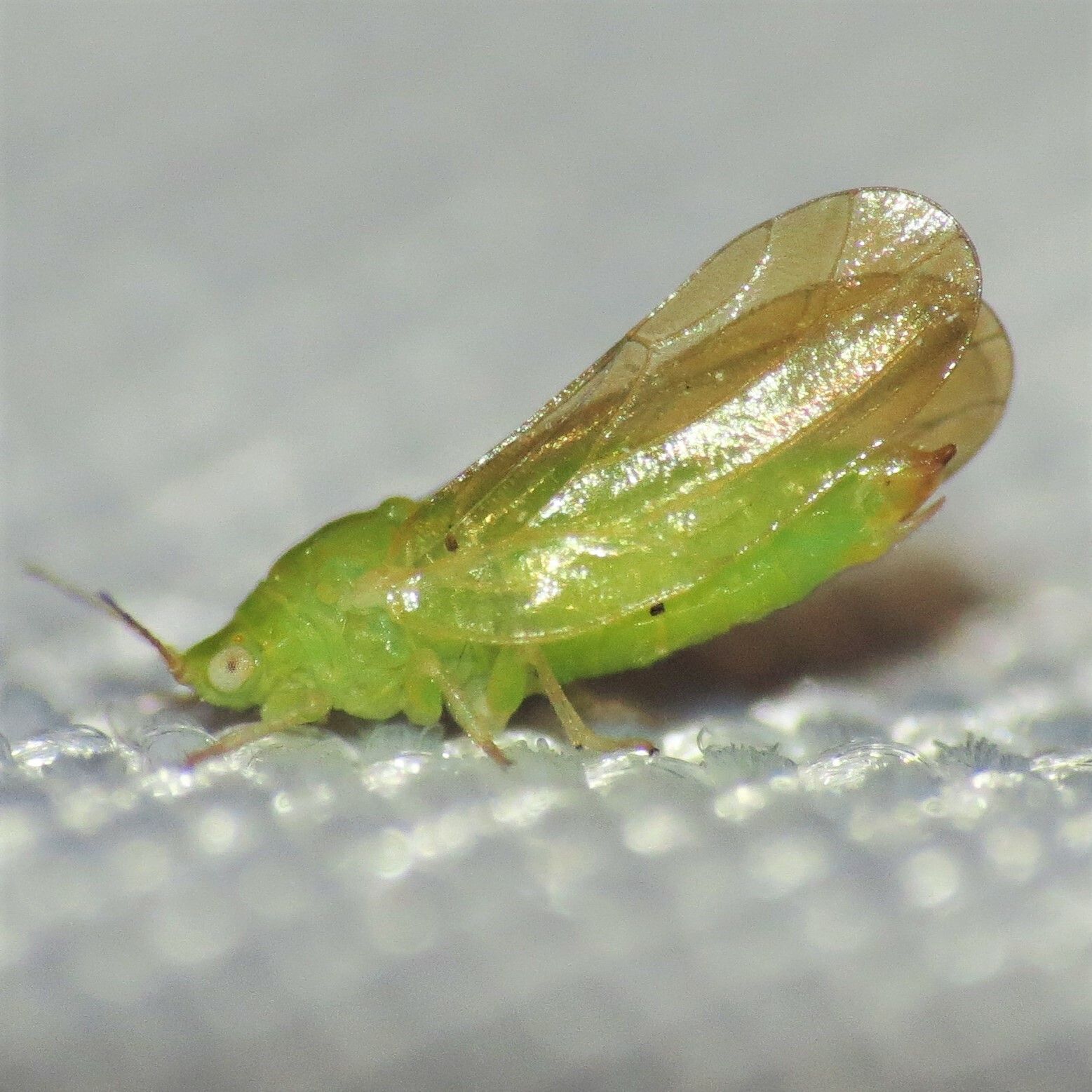 Craspedolepta