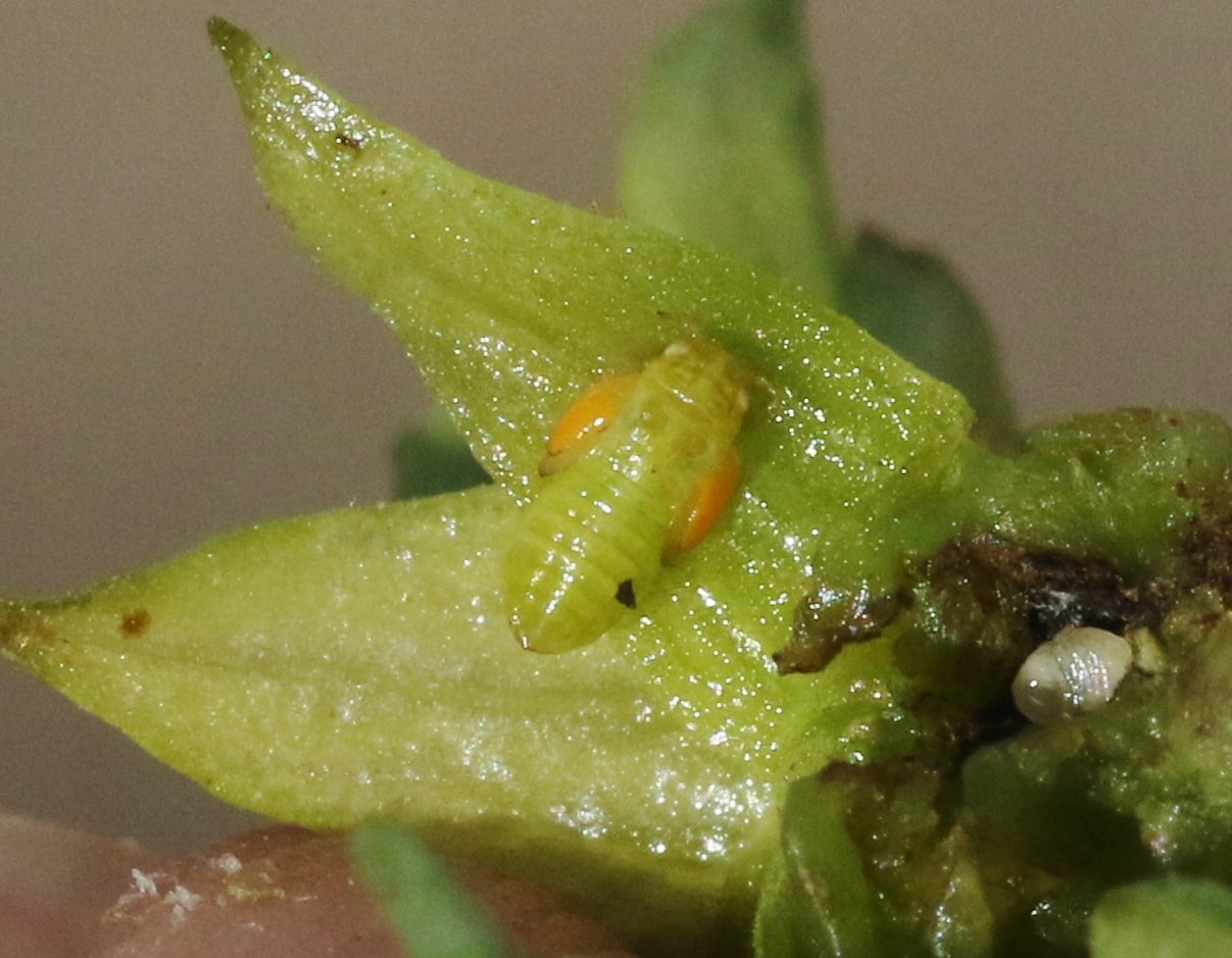Craspedolepta