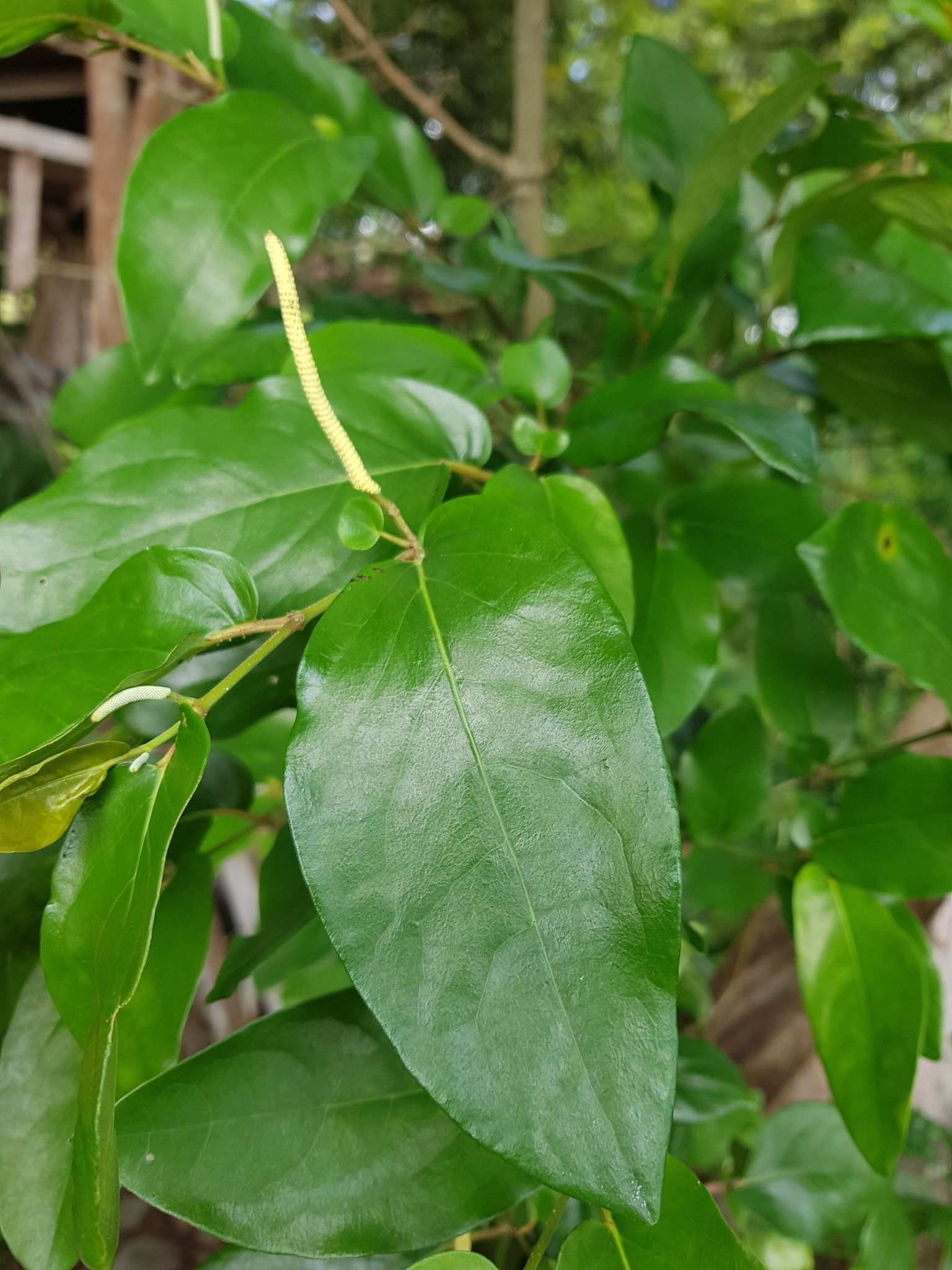 Piper tuberculatum