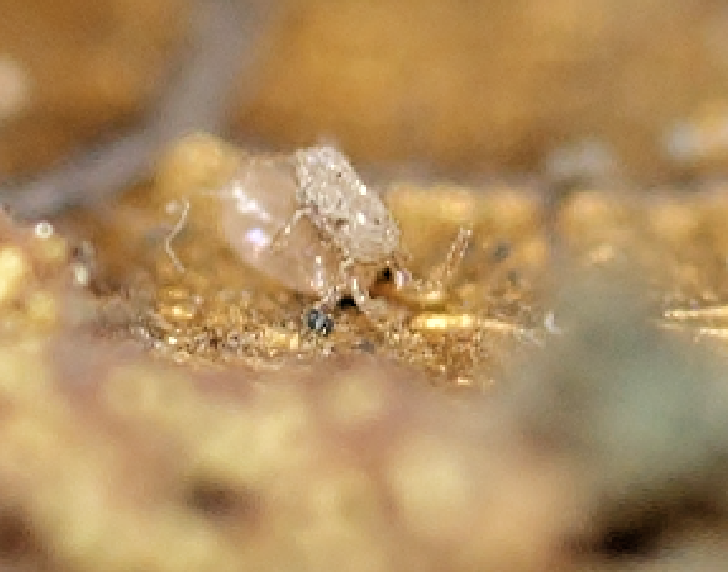 Tyrophagus putrescentiae