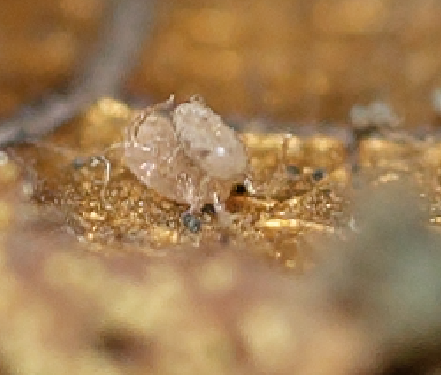 Tyrophagus putrescentiae