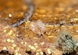 Tyrophagus putrescentiae