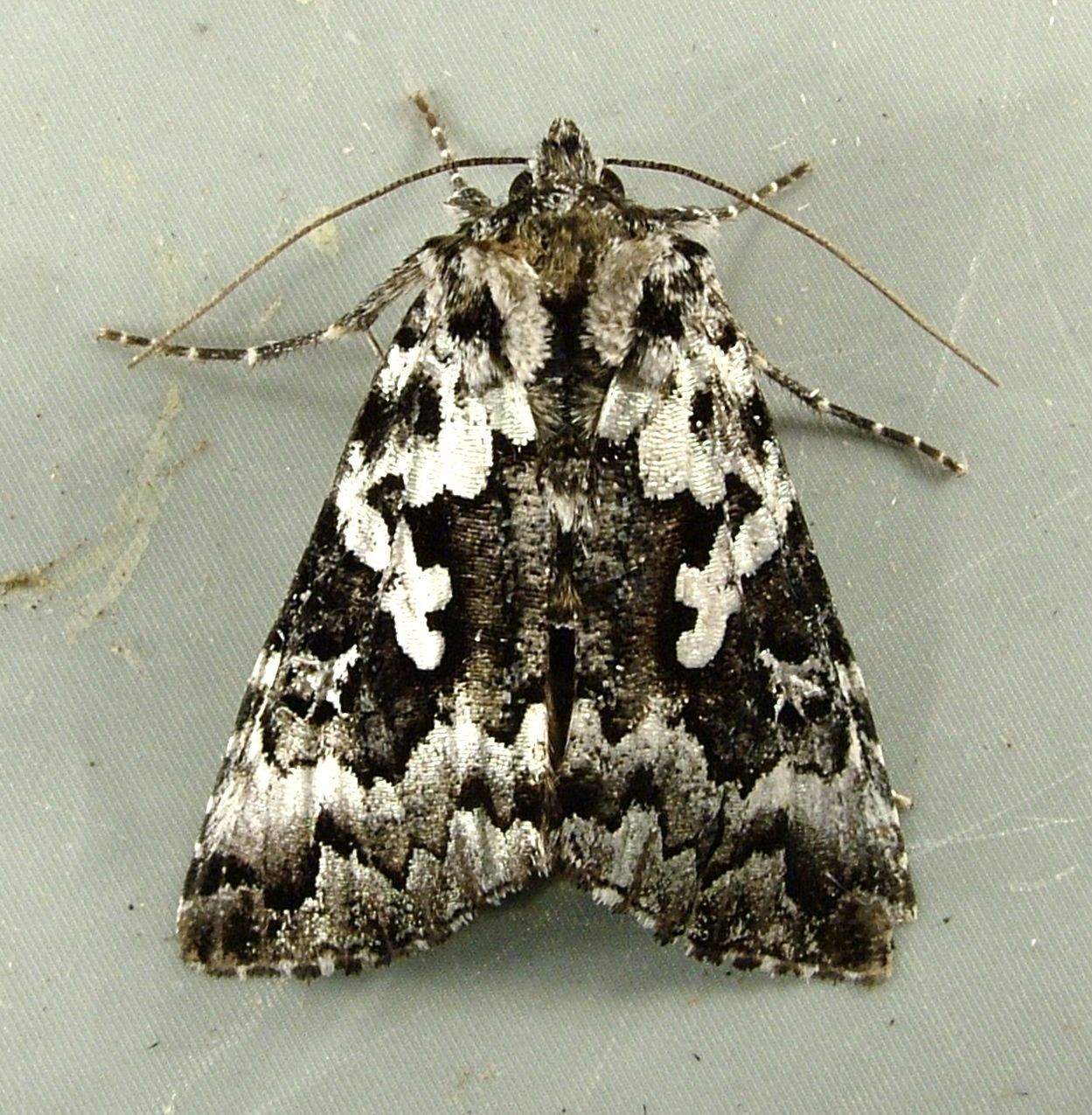 Syngrapha