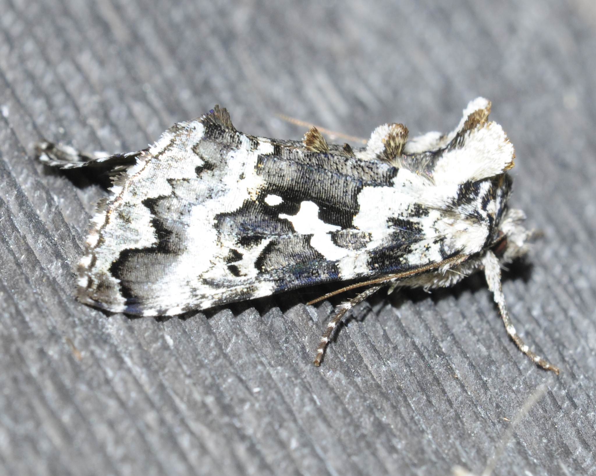 Syngrapha