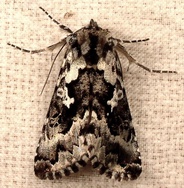 Syngrapha