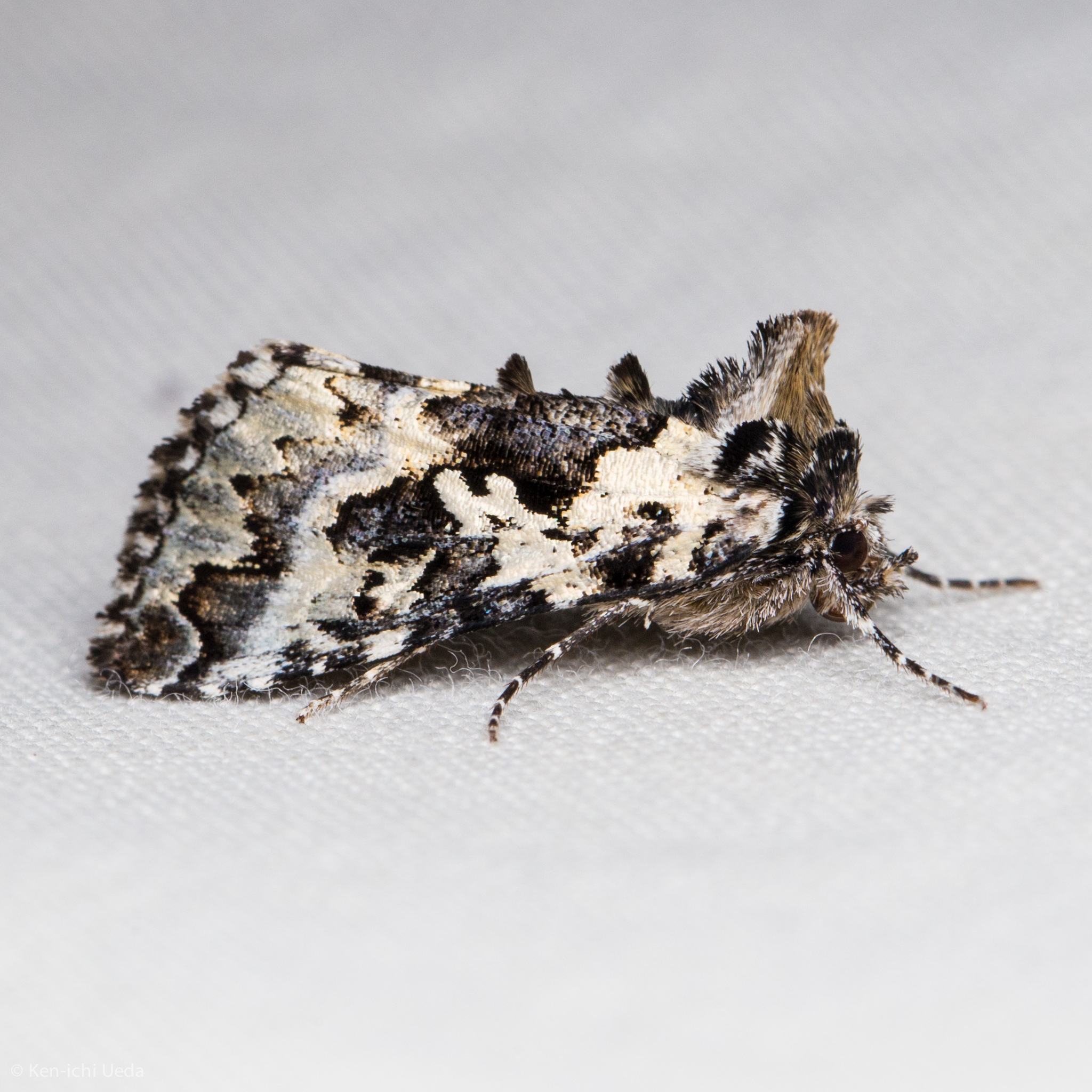 Syngrapha