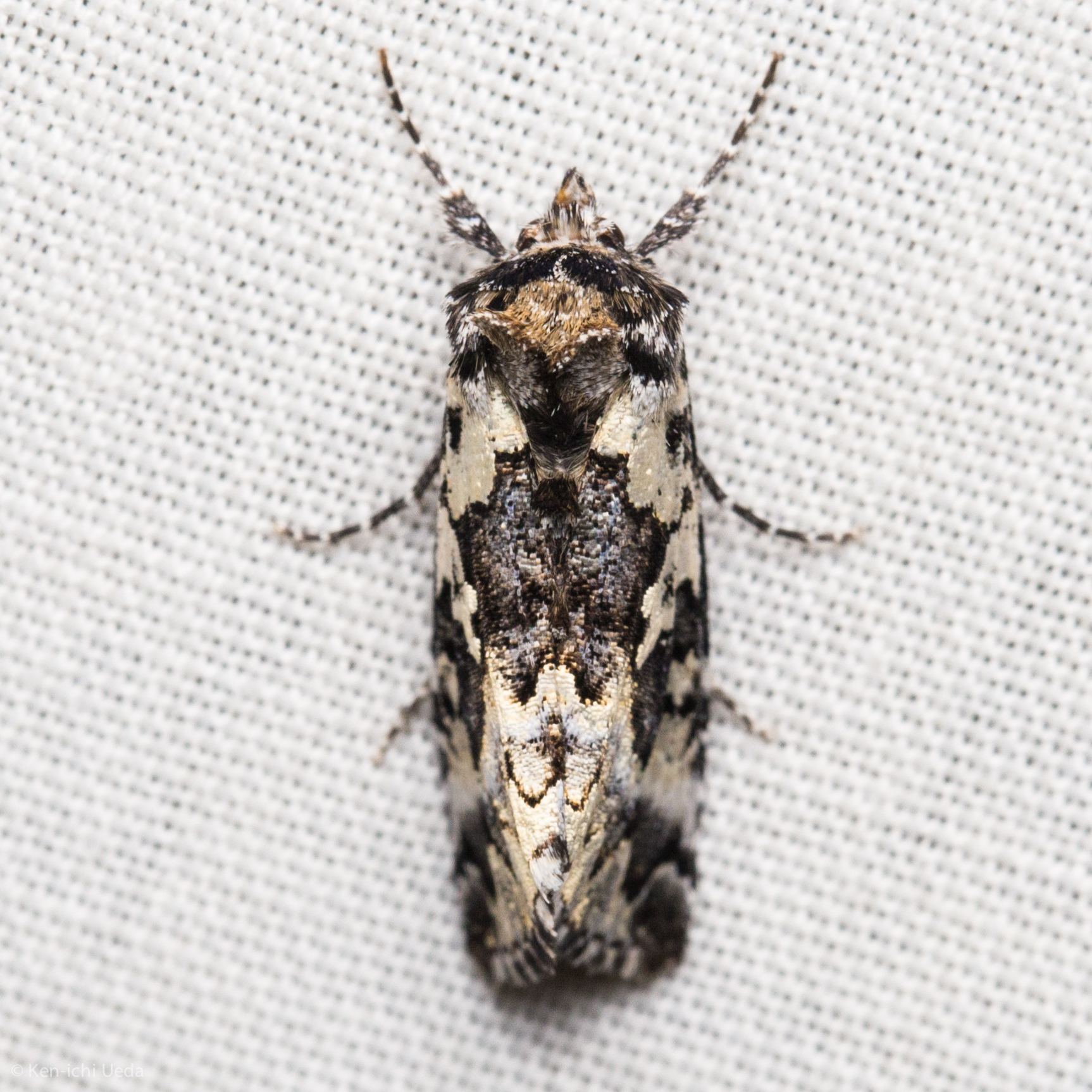 Syngrapha