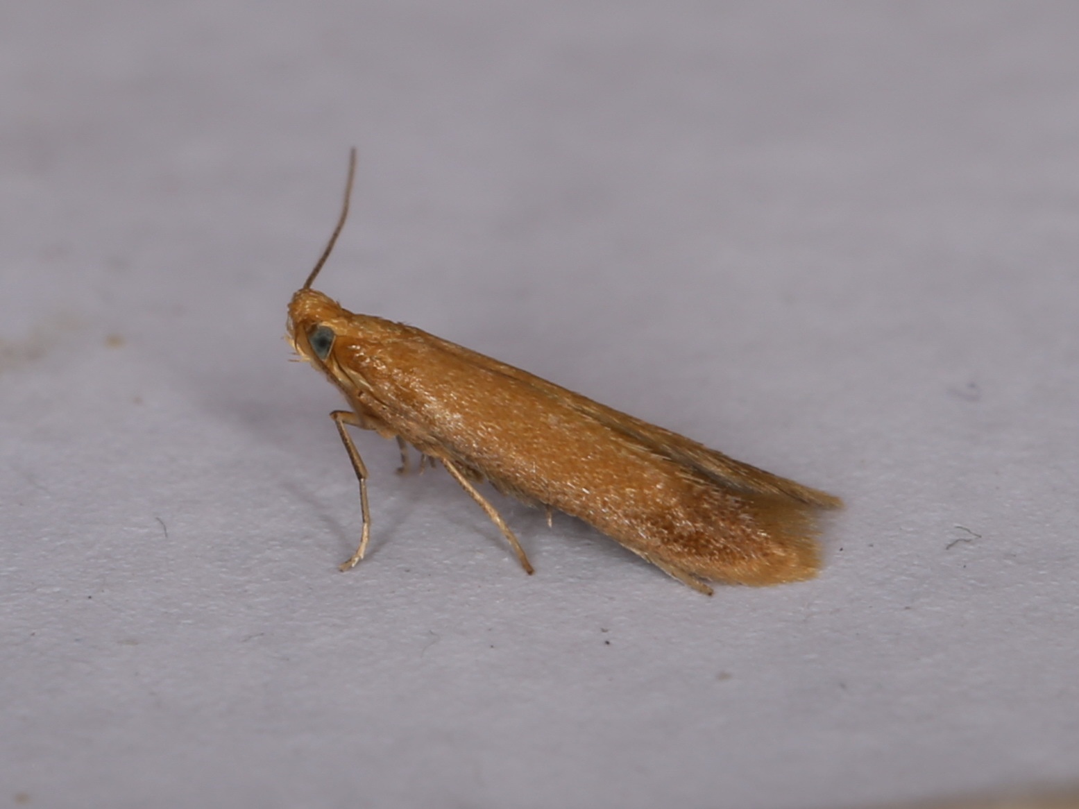 Tischeria