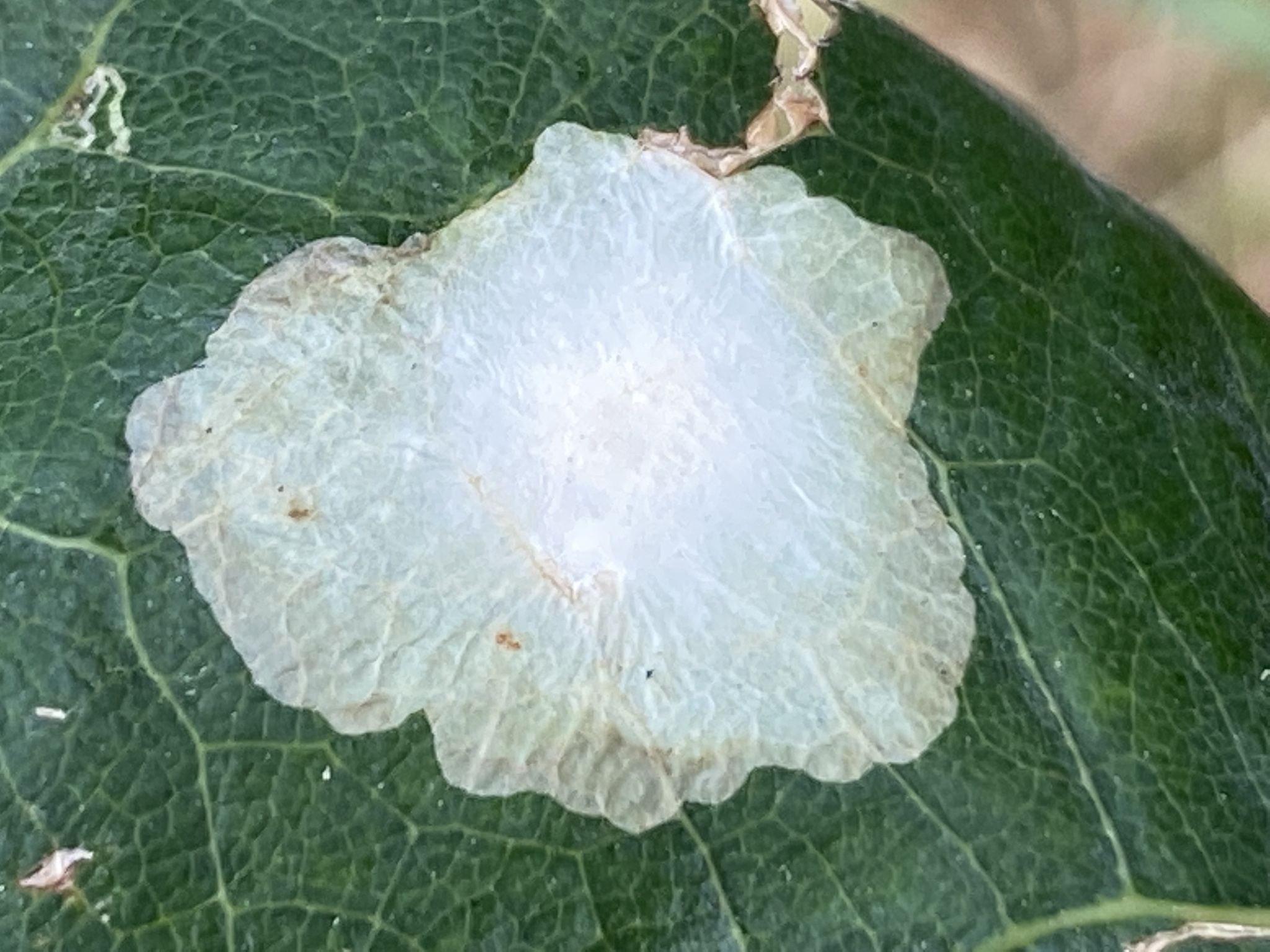 Tischeria